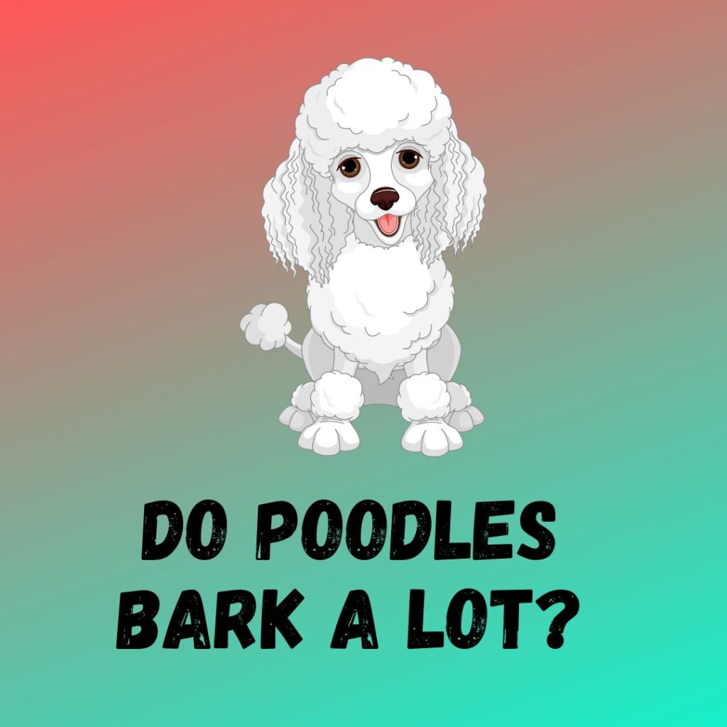 Do Poodles Bark a Lot