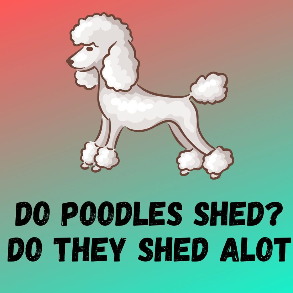Do Poodles Shed do They Shed Heavily