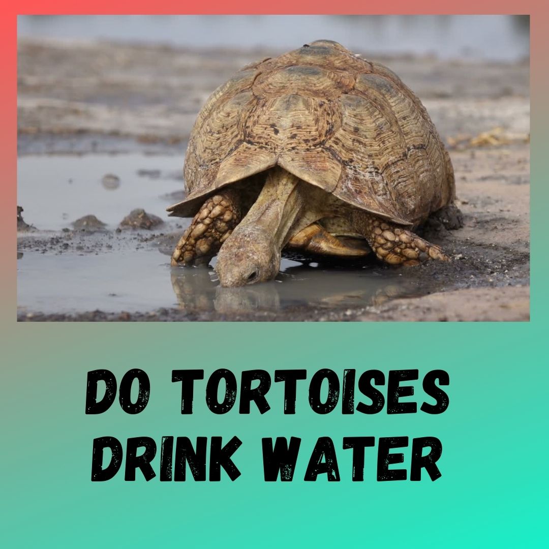 Do Tortoises Drink Water