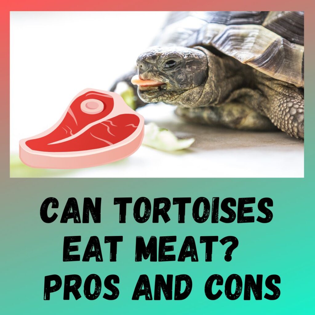 Do Tortoises Eat Meat