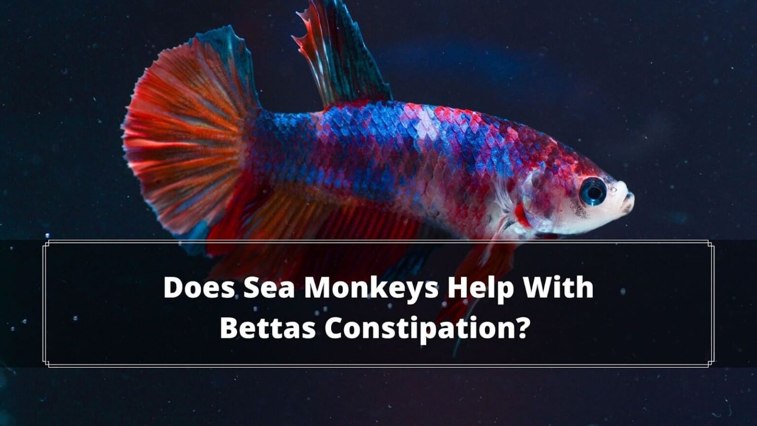 Can Betta Fish Eat Sea Monkeys? Aka Brine Shrimps