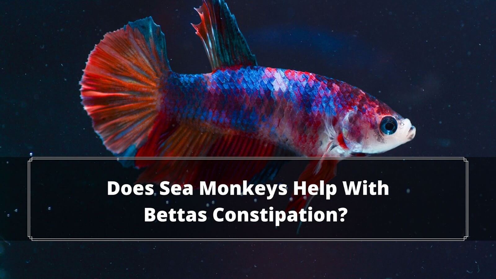Can Betta Fish Eat Sea Monkeys? Aka Brine Shrimps