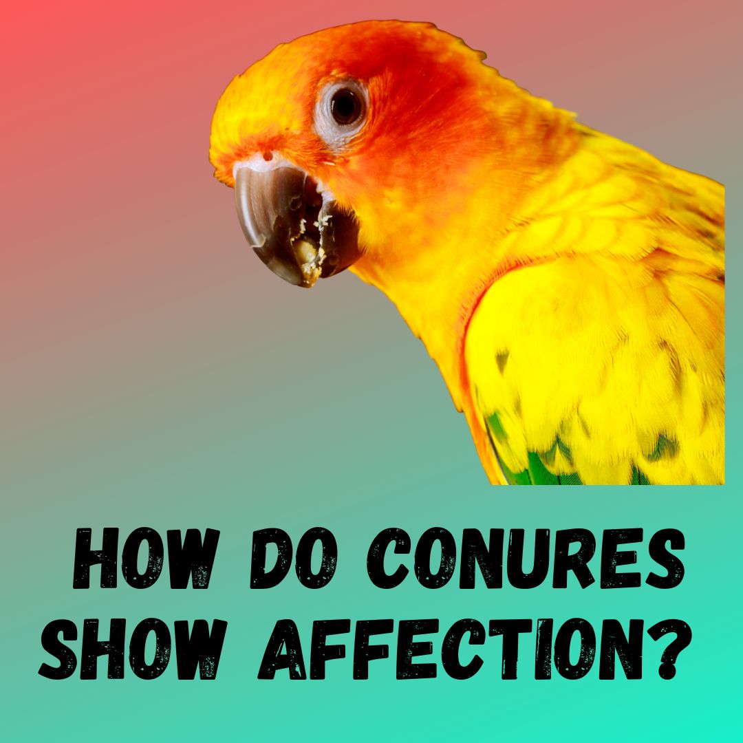 How Do Conures Show Affection [9 Signs]