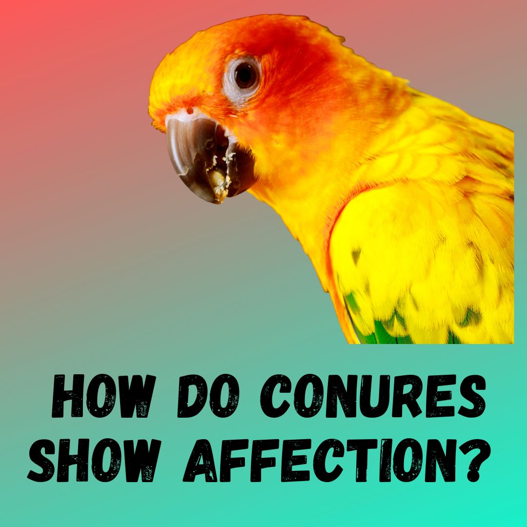 How Do Conures Show Affection? [9 Signs]