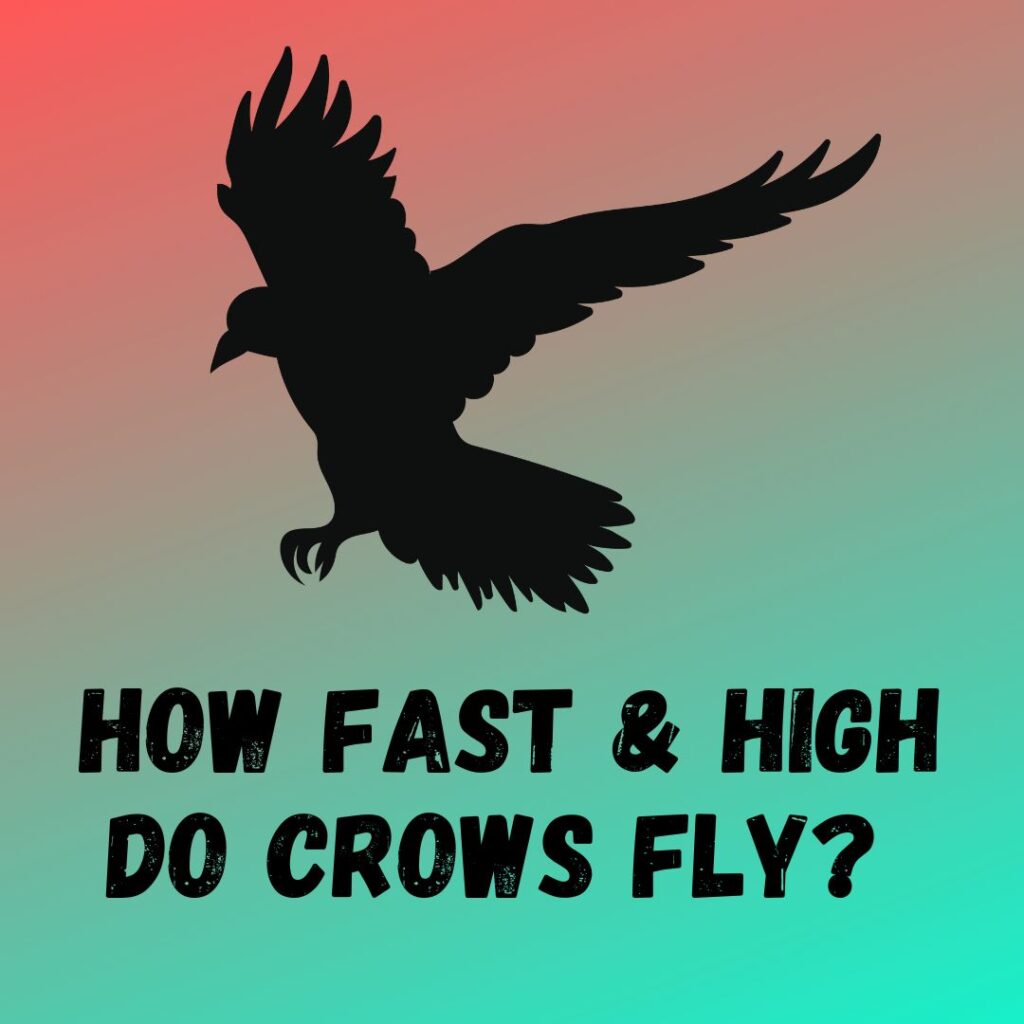 How Fast And High Do Crows Fly? [7 Facts Explained]