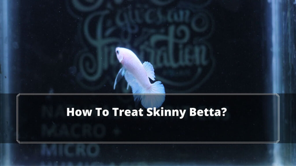 How To Treat Skinny Betta? 