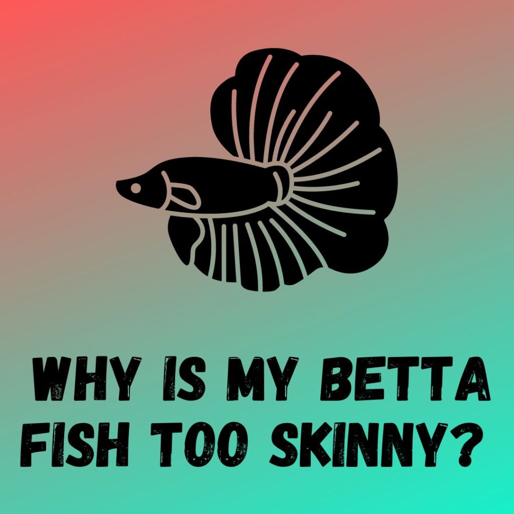 Is My Betta Fish Too Skinny?
