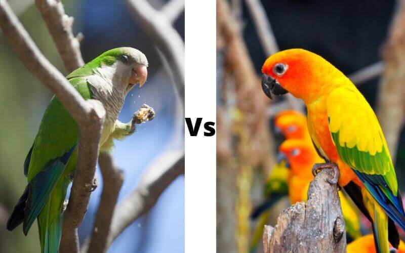 Quaker Parrot Vs. the Sun Conure Differences