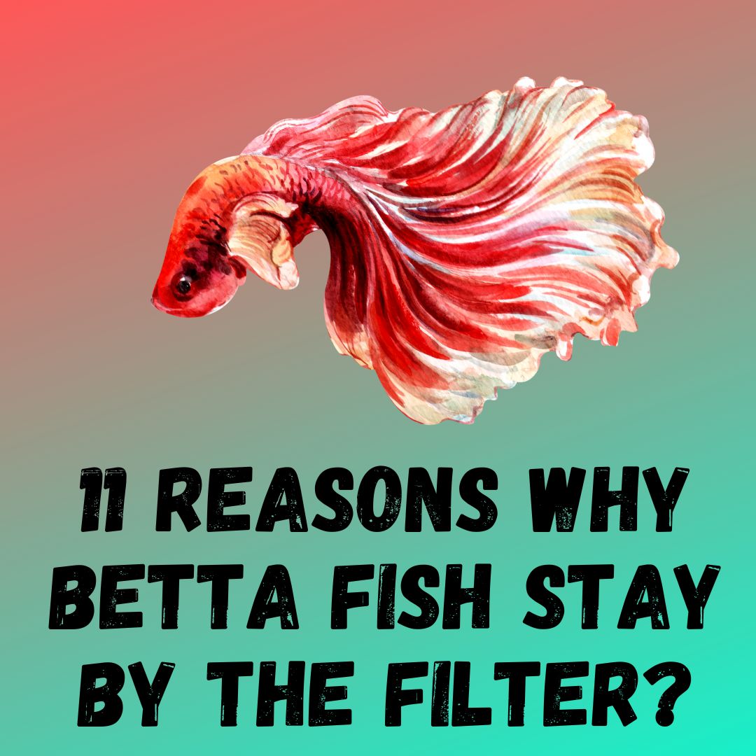 11 Reasons Why Betta Fish Stay By The Filter?