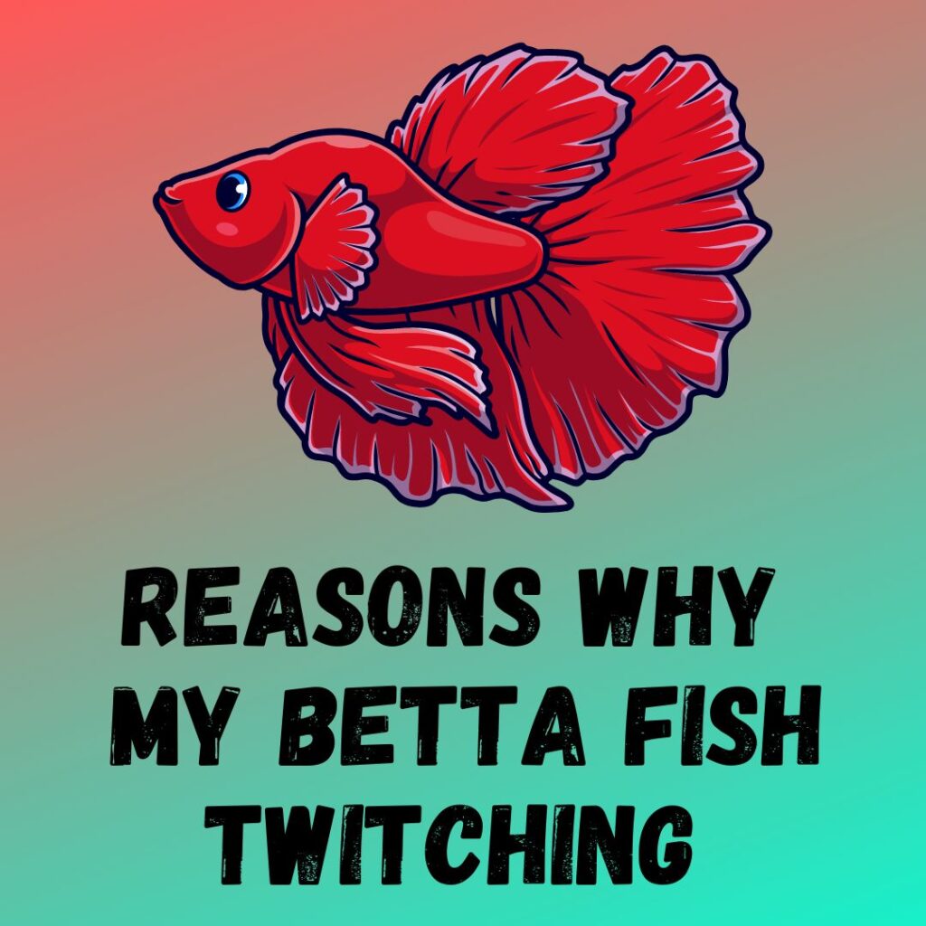 Why Is My Betta Twitching