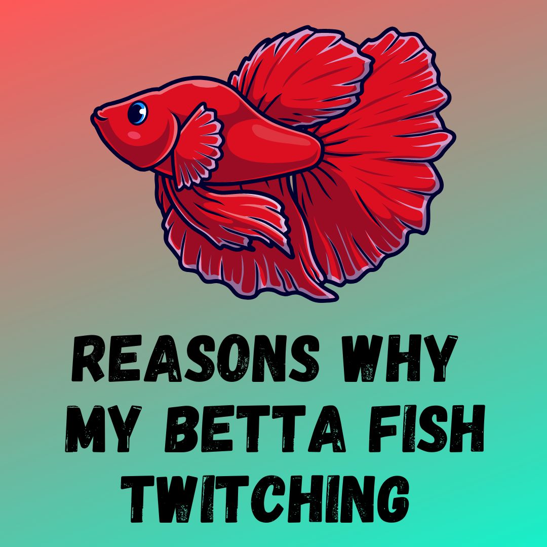 Why Is My Betta Twitching