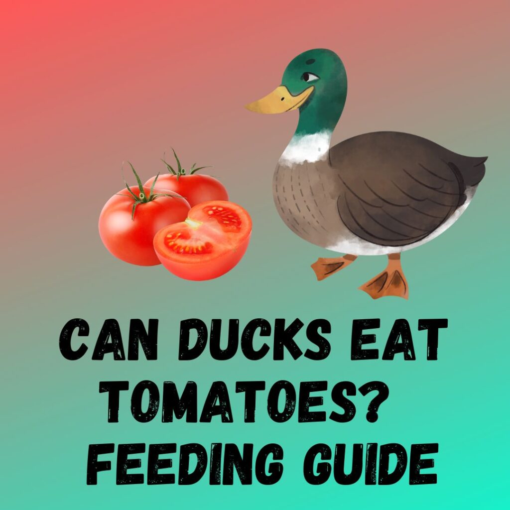 This Is How To Feed Tomatoes To Ducks