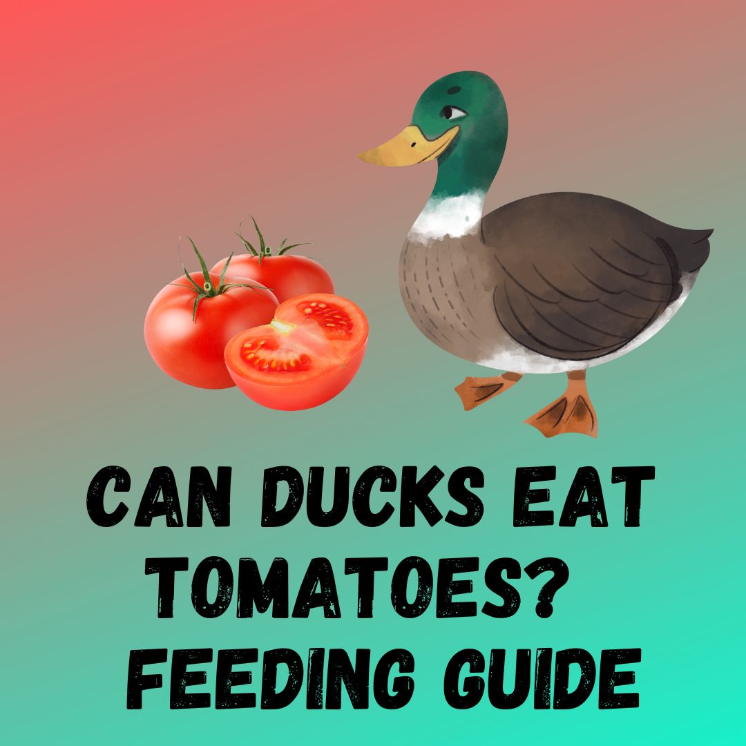 Can Ducks Eat Tomatoes? This Is How To Feed Tomatoes To Ducks
