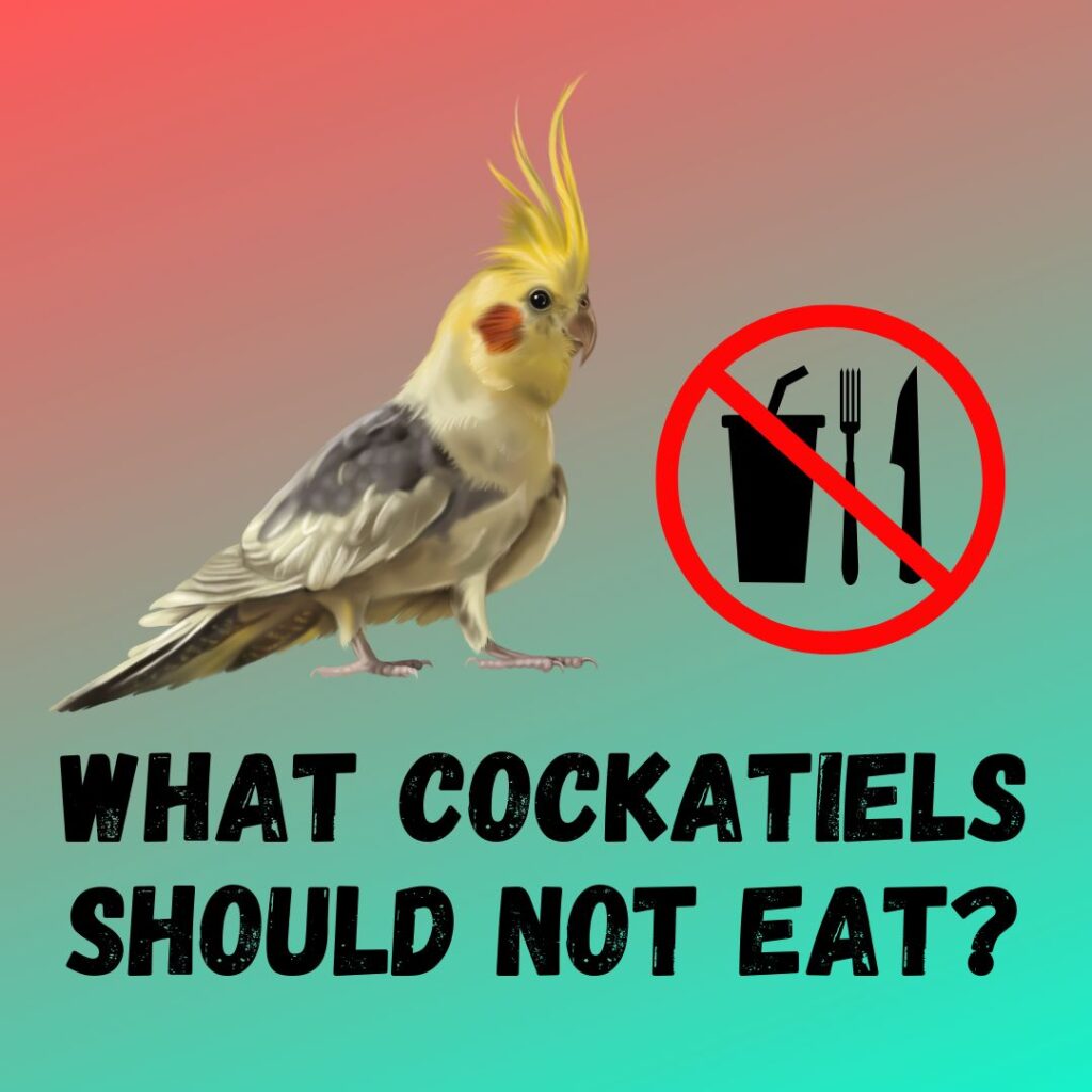 What Cockatiels Should Not Eat? [15 Toxic Foods To Avoid]