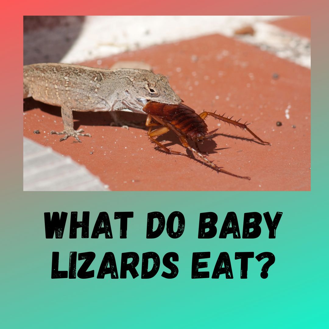 What Do Baby Lizards Eat? [3 Food Items Discussed]