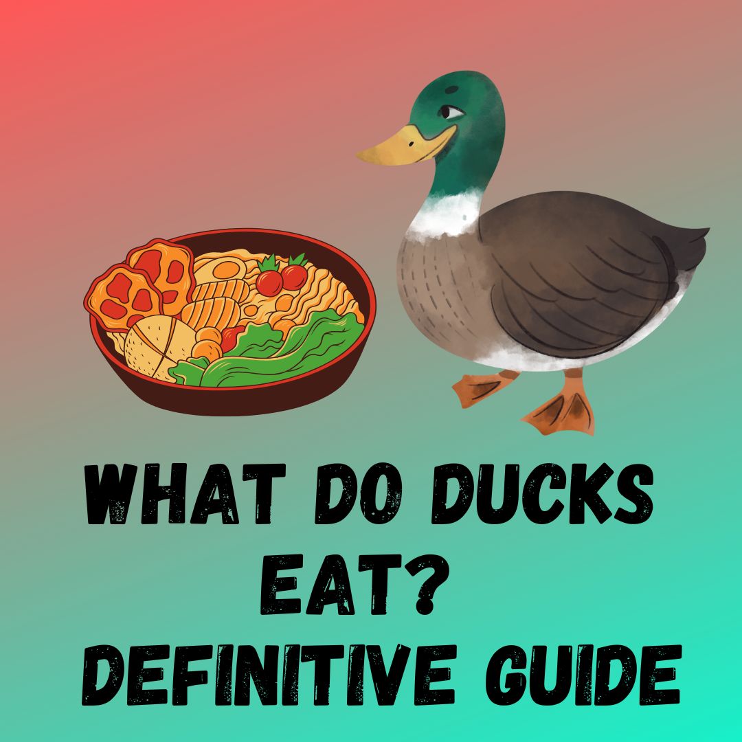 What Do Ducks Eat? (The Definitive Guide)