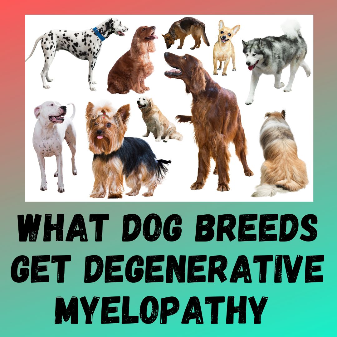What Dog Breeds Get Degenerative Myelopathy