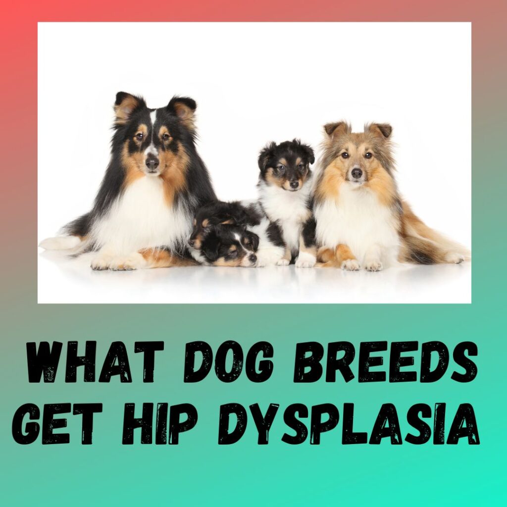 What Dog Breeds Get Hip Dysplasia