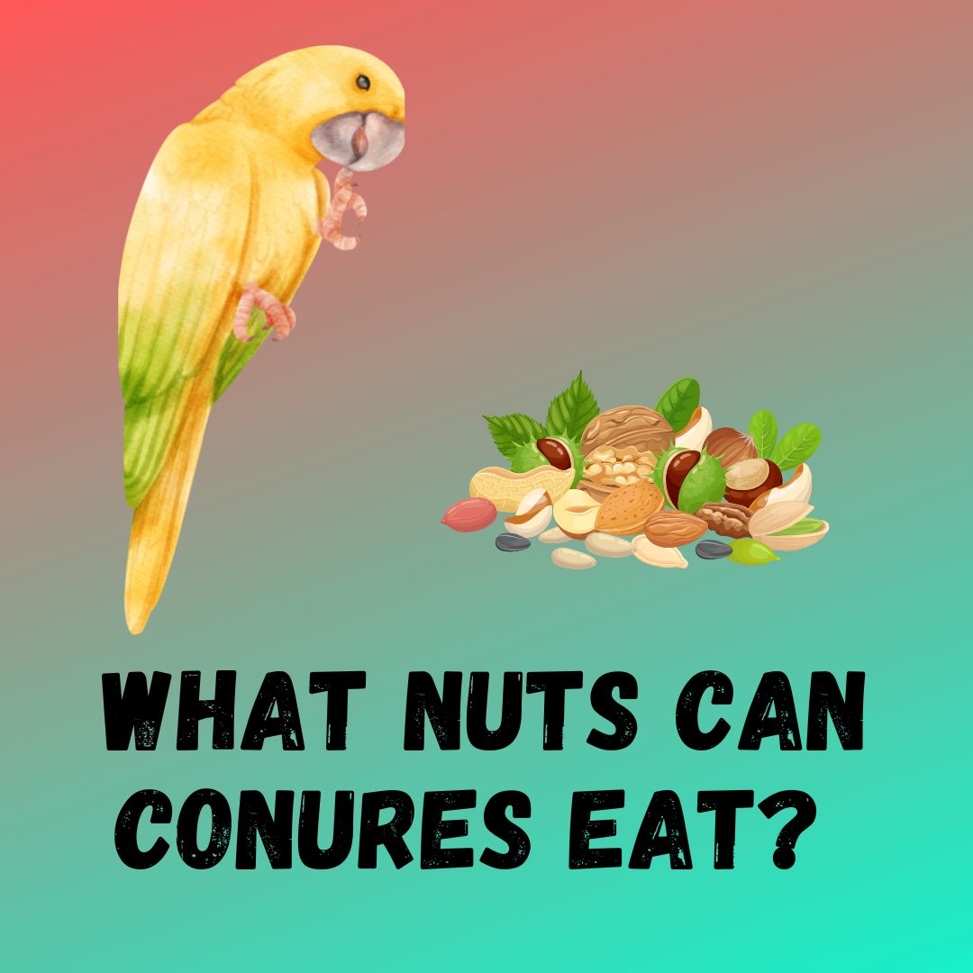 What Nuts Can Conures Eat? [10 Examples]