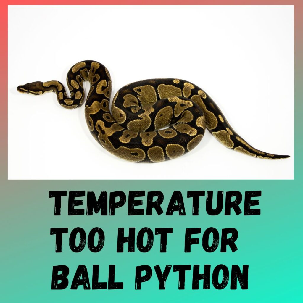 What Temperature is Too Hot for a Ball Python