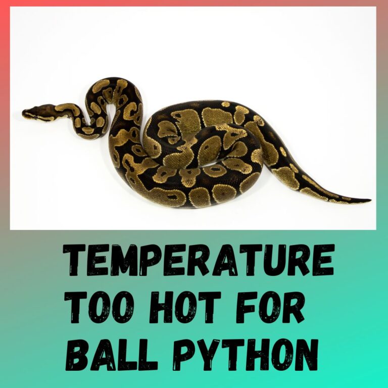 What Temperature Is Too Hot For A Ball Python?