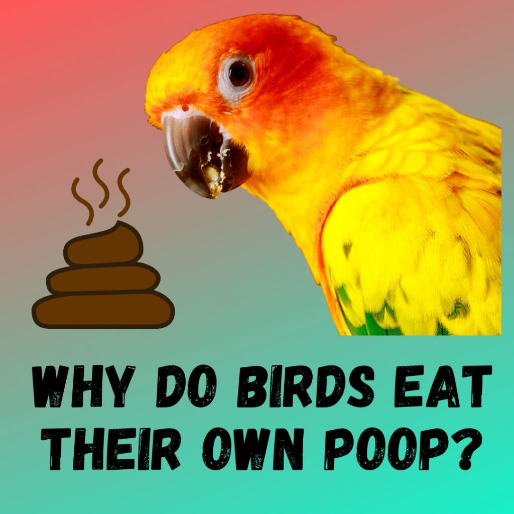 Why Do Birds Eat Their Own Poop? [ How To Stop It]