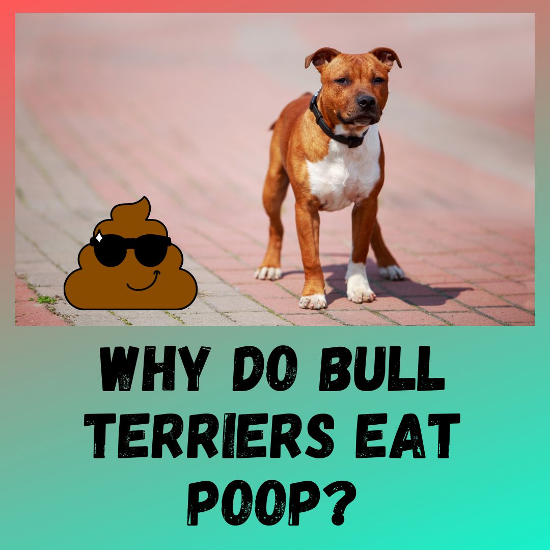Why Do Bull Terriers Eat Poop