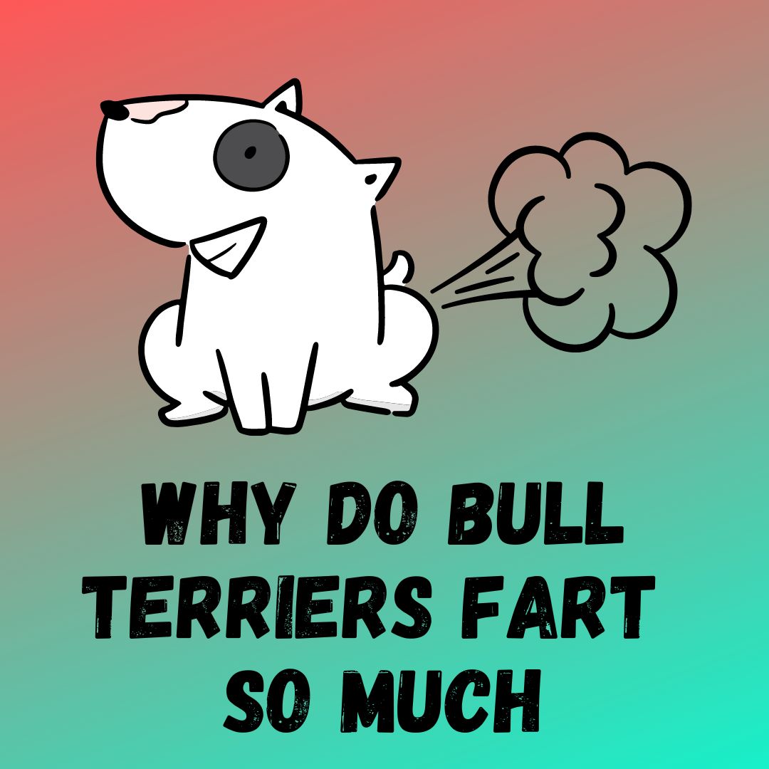 Why Do Bull Terriers Fart So Much? [5 Reasons]