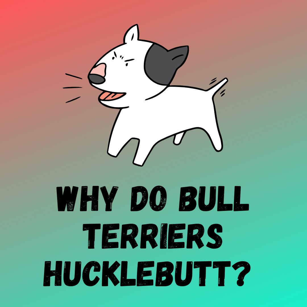 Why Do Bull Terriers Hucklebutt? [3 Reasons]
