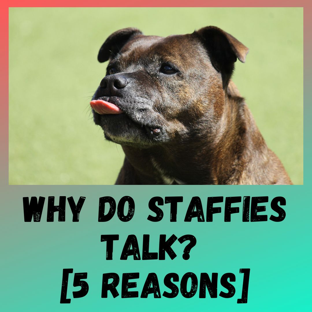 Why Do Staffies Talk? [5 REASONS]