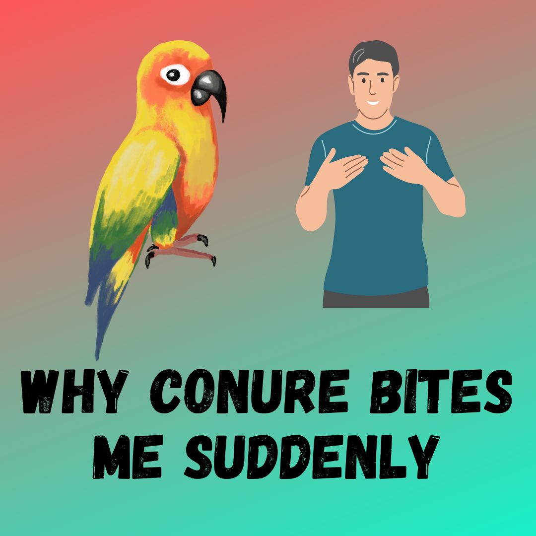 Why Is My Conure Biting Me All of a Sudden? [4 tricks To Stop It]