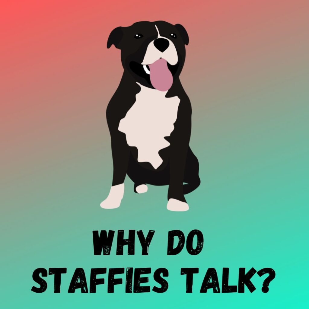 Why Do Bull Terriers Fart So Much