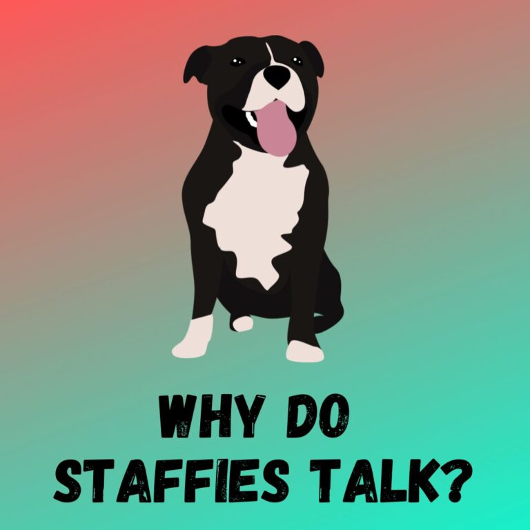 Why Do Staffies Talk? [5 REASONS]