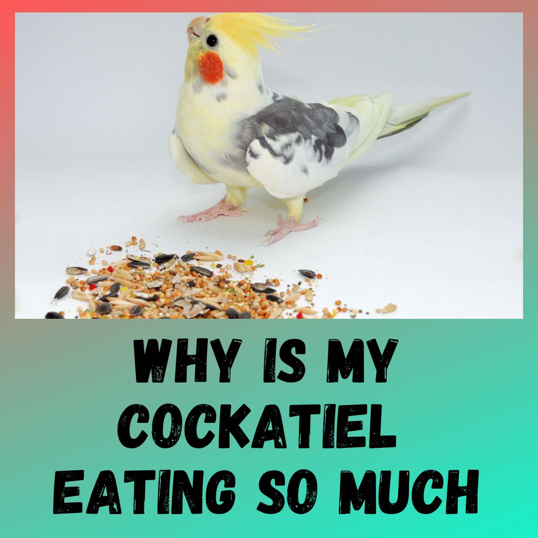 Why is My Cockatiel Eating so Much?[4 Reasons]
