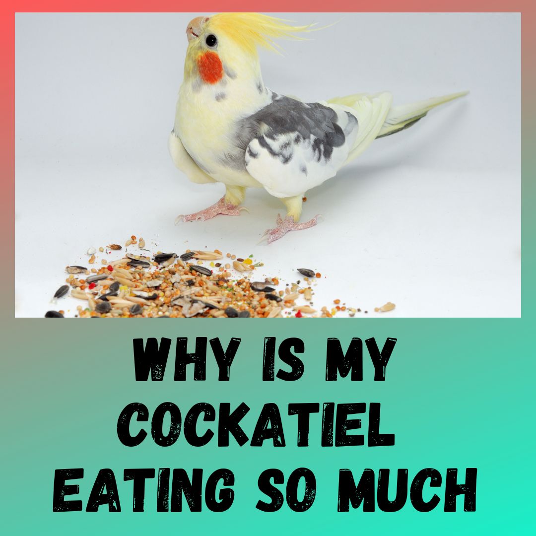 Why is My Cockatiel Eating so Much