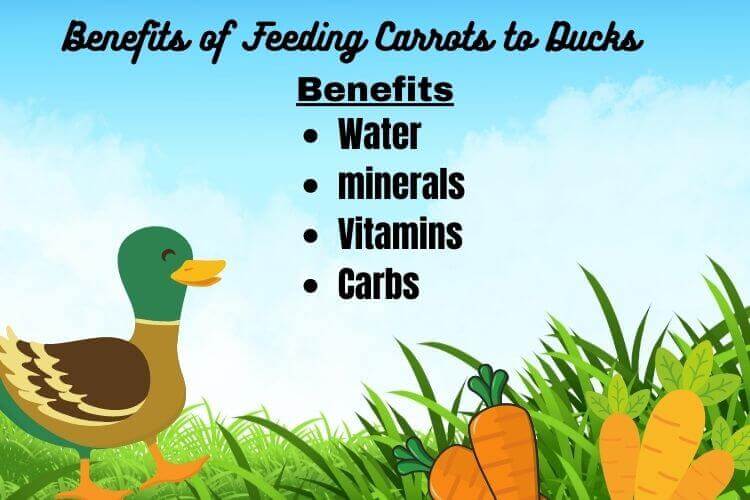 Can Ducks Eat Carrots? (YES! 5 Benefits)