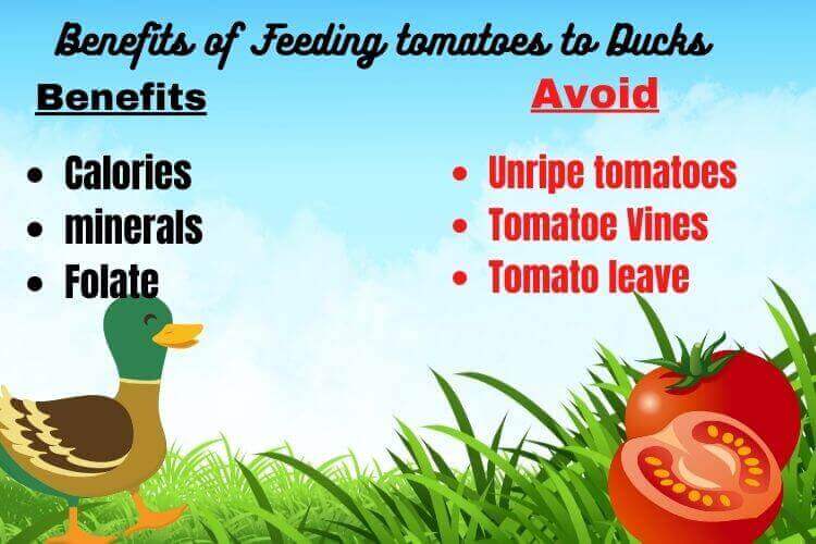 Can Ducks Eat Tomatoes? This Is How To Feed Tomatoes To Ducks