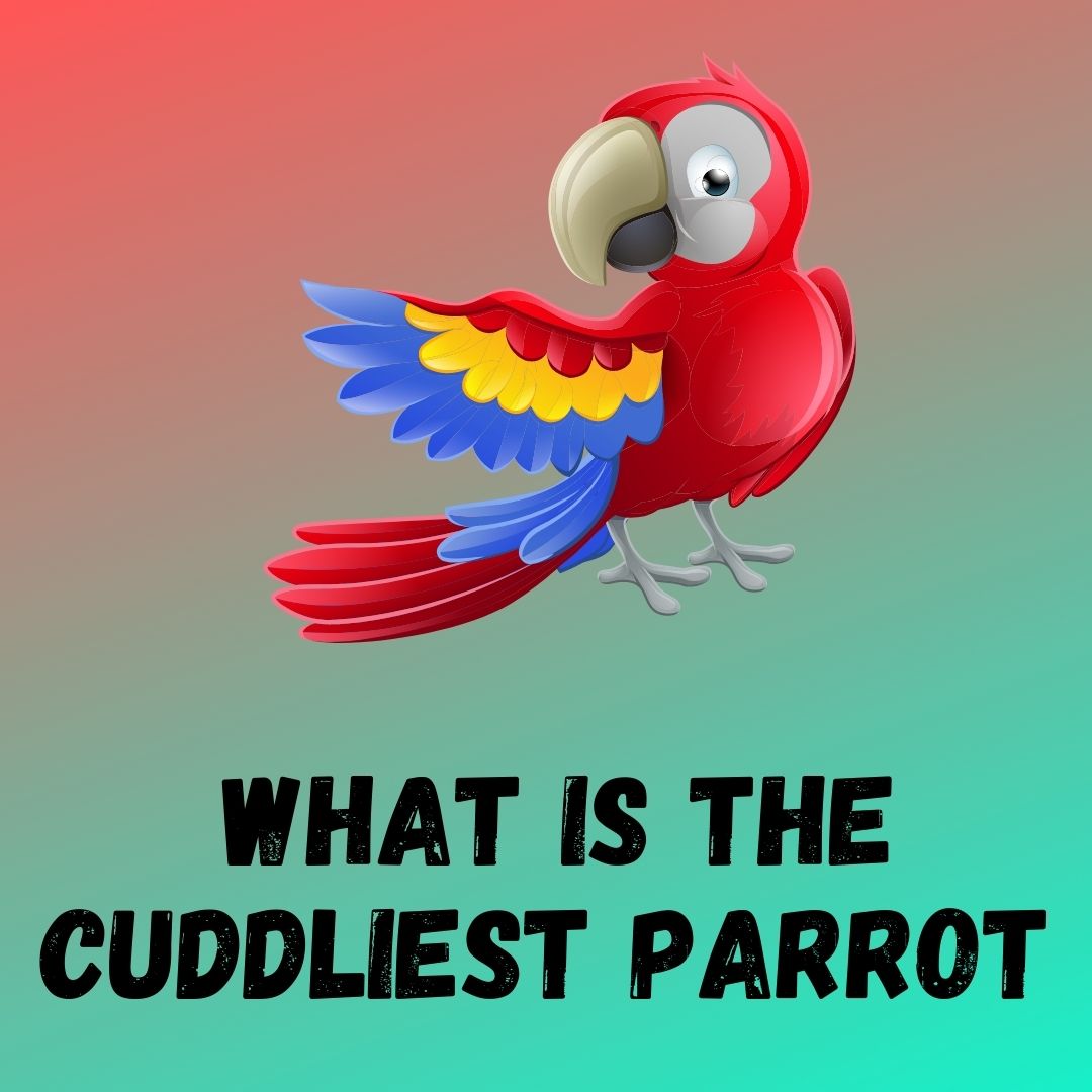 What Is The Cuddliest Parrot? [9 Examples]
