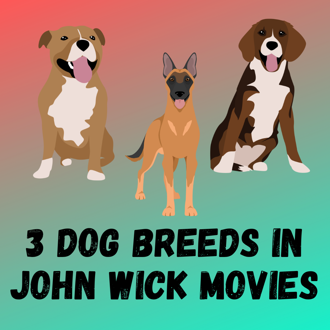 3 Dog Breeds in John Wick movies