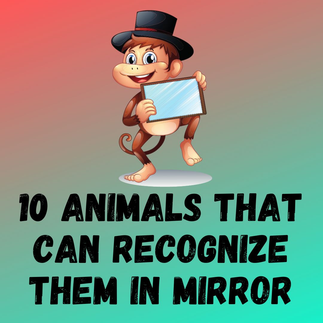 10 Animals That Can Recognize Them In Mirror (With Pictures)