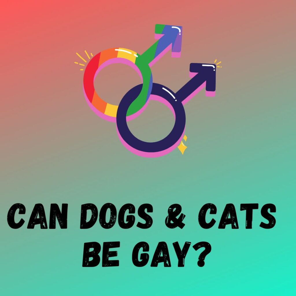 Can Cats Be Gay, Lesbian, Or Bisexual