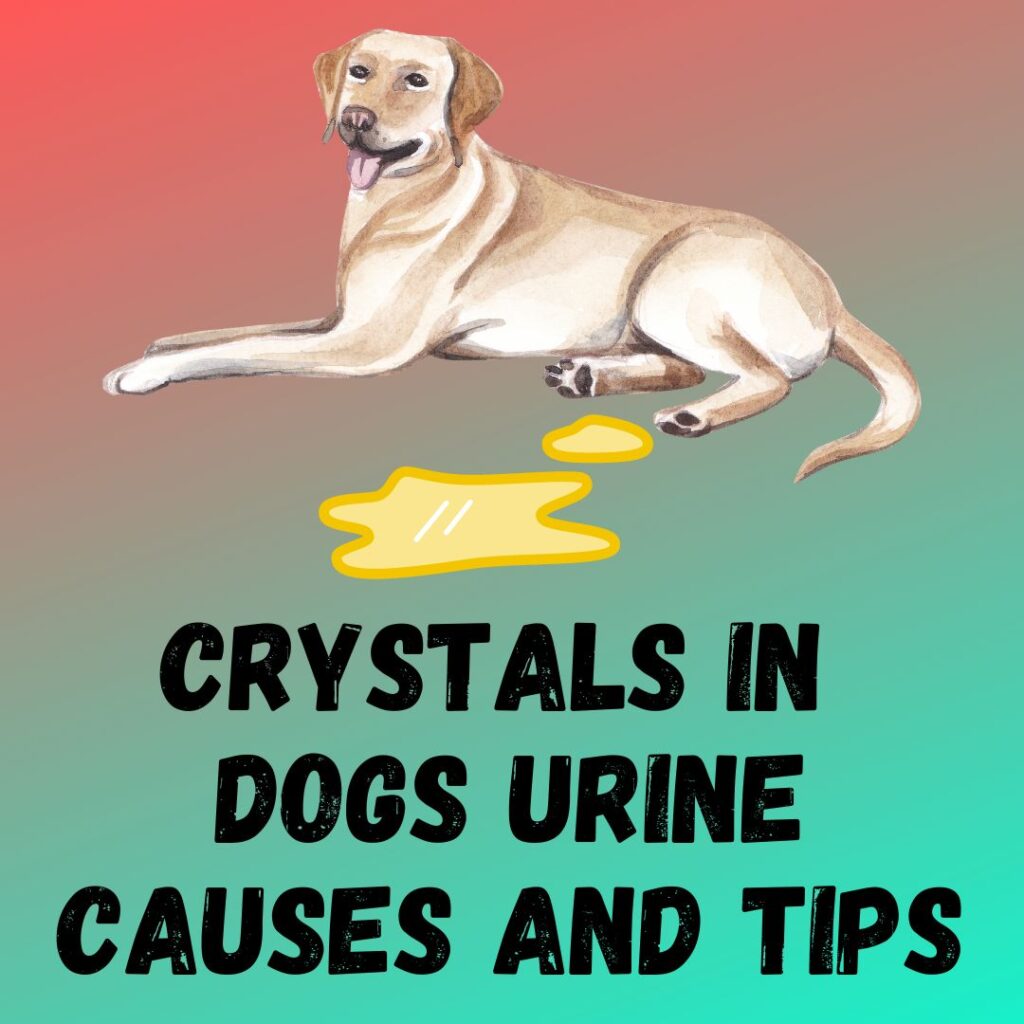 Crystals in Dogs Urine: Causes Types Treatment