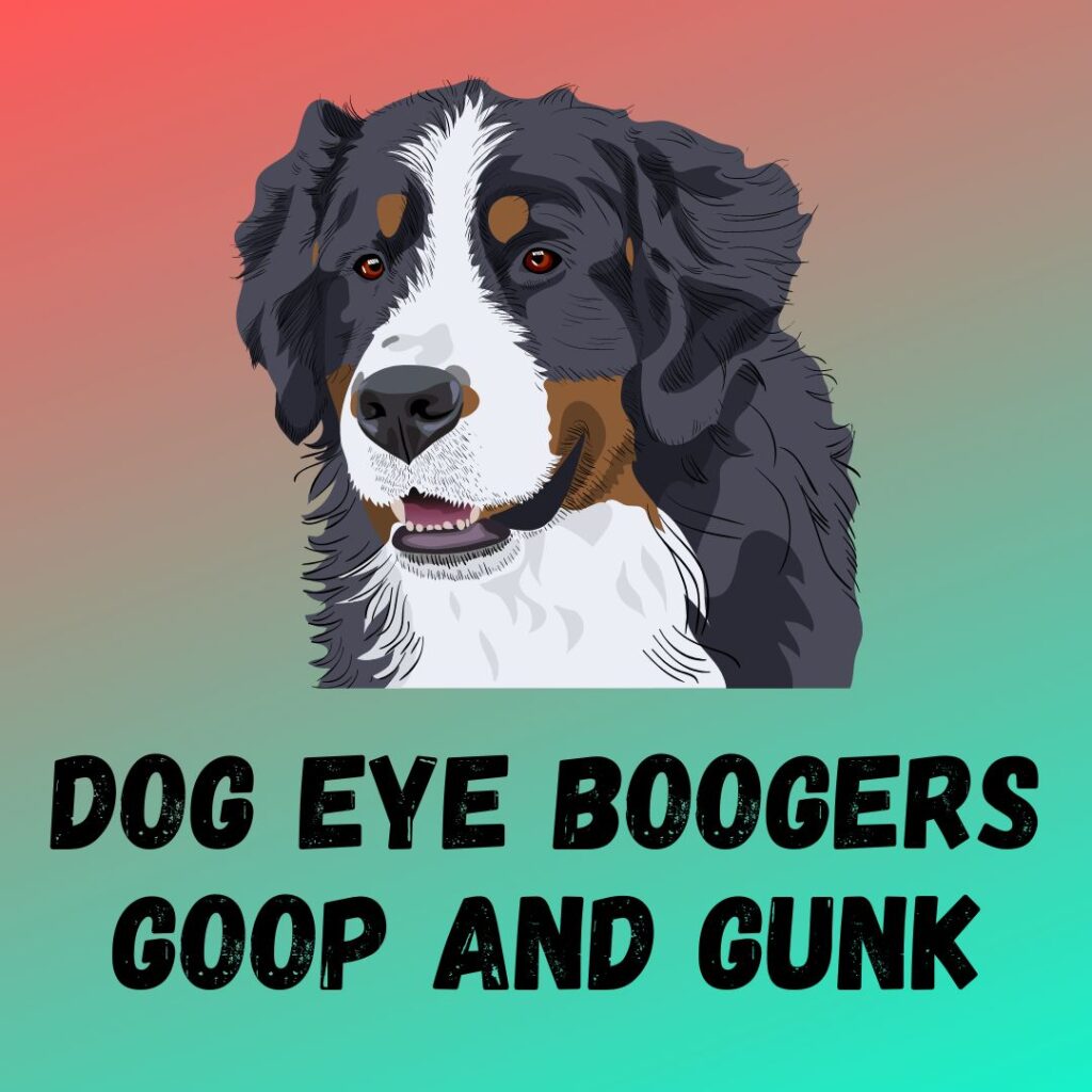 Dog Eye Boogers