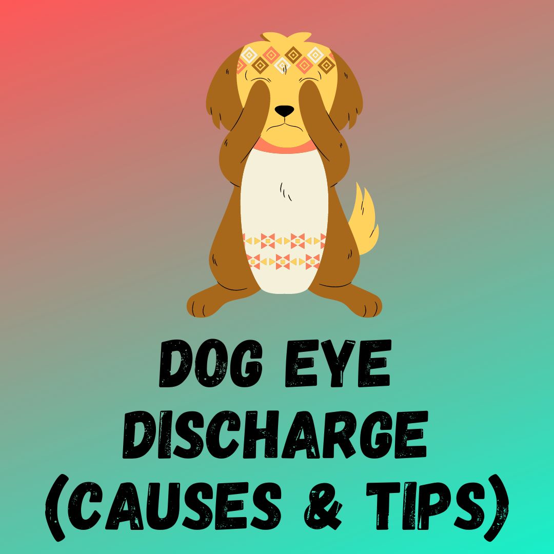 Dog Eye Discharge: (Causes,Treatments and Home Remedies)