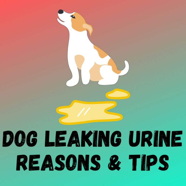 Dog Leaking Urine While Lying Or Sleeping [Causes And Treatment]