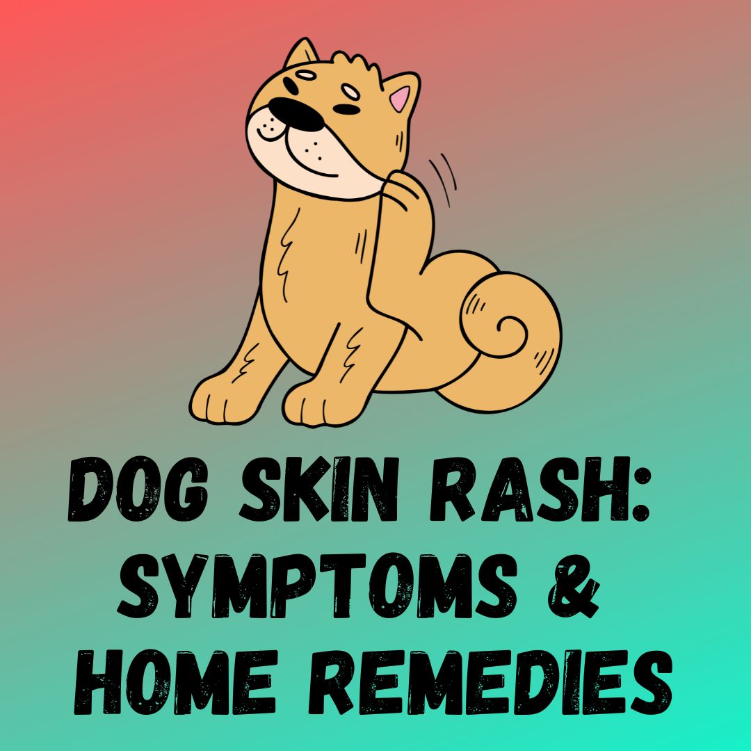 Dog Skin Rash: [Causes, Symptoms,Treatment and Home Remedies]