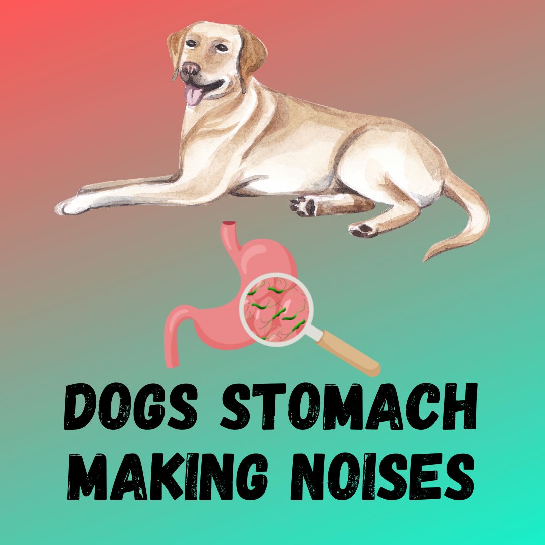 Dogs Stomach Making Noises? [5 Reasons and 3 Remedies]