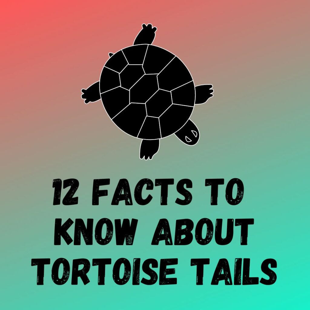 Facts To Know About Tortoise Tails