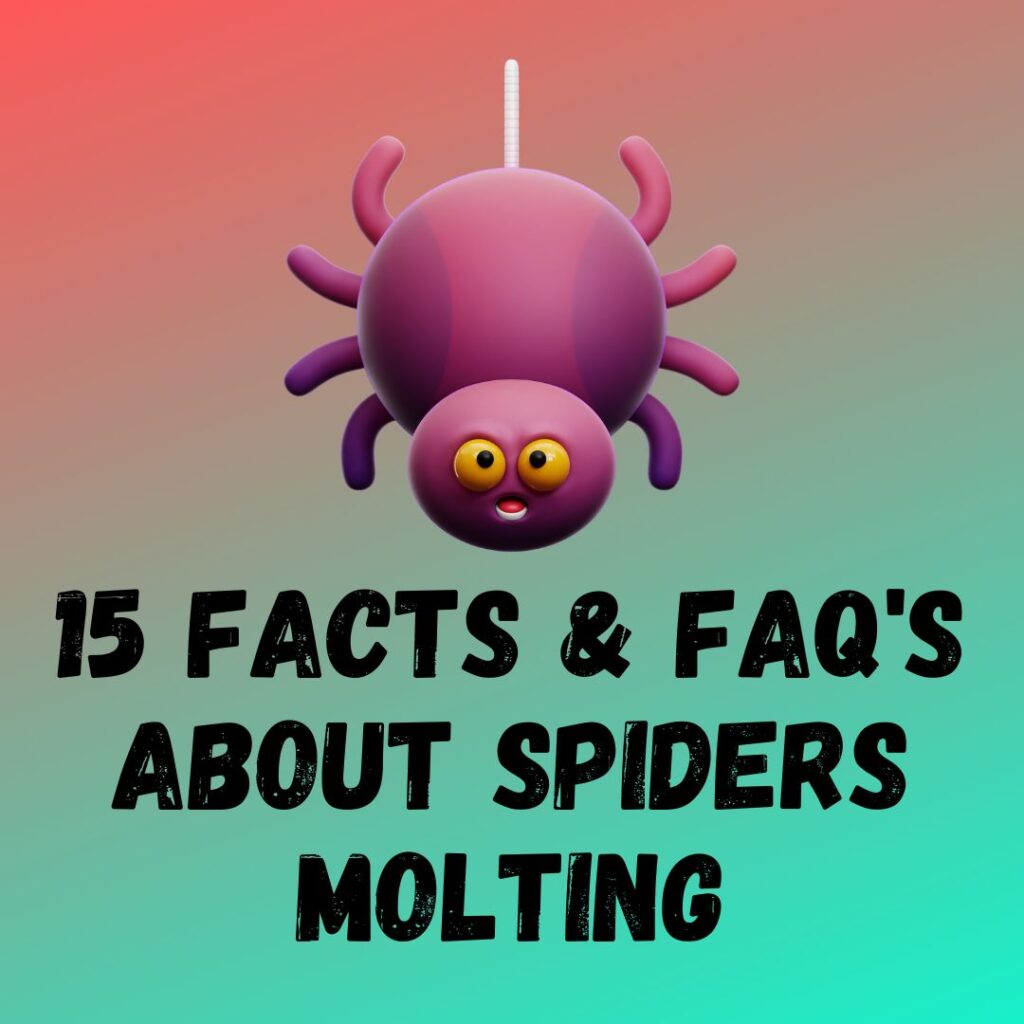 15 Facts and Questions About Spiders Molting