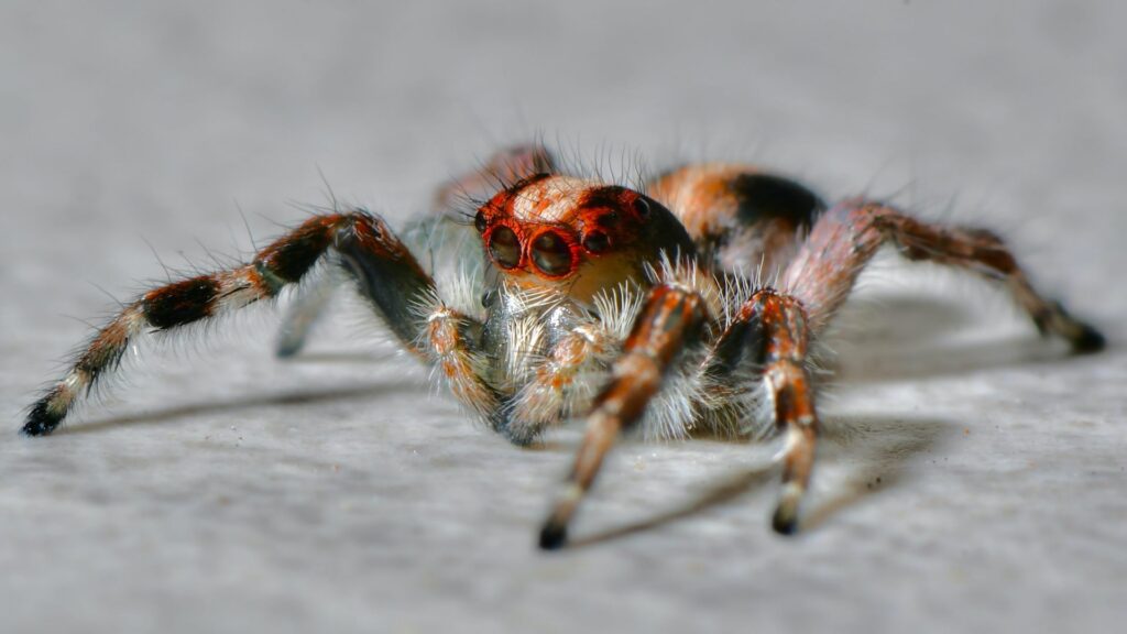 15 Facts and Questions About Spiders Molting